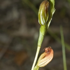Pterostylis sp. at Red Rocks, NSW - suppressed