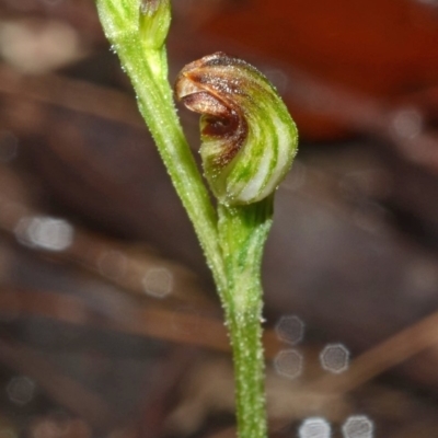 Pterostylis sp. (A Greenhood) at Yerriyong, NSW - 29 Feb 2012 by AlanS