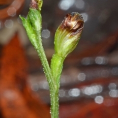 Pterostylis sp. at Yerriyong, NSW - suppressed