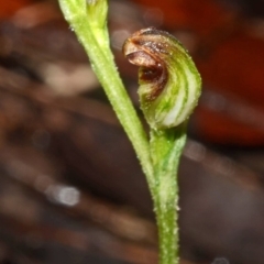 Pterostylis sp. at Yerriyong, NSW - suppressed