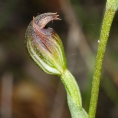 Pterostylis sp. at Yerriyong, NSW - suppressed