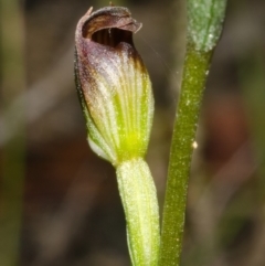 Pterostylis sp. at Yerriyong, NSW - 1 Mar 2012