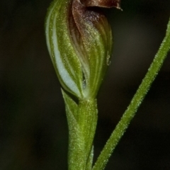 Pterostylis sp. (A Greenhood) at Mondayong, NSW - 17 Mar 2011 by AlanS