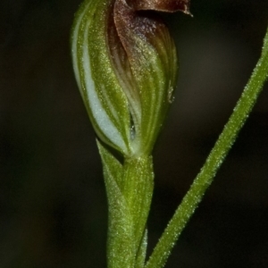 Pterostylis sp. at Mondayong, NSW - suppressed