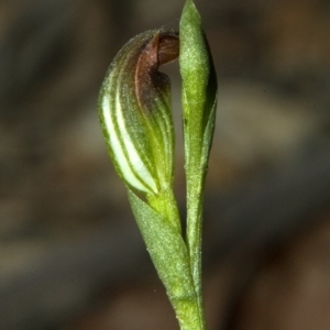 Pterostylis sp. at Browns Mountain, NSW - suppressed