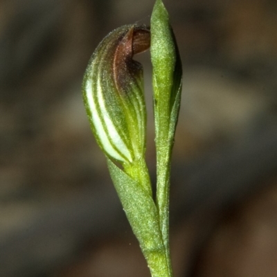 Pterostylis sp. (A Greenhood) at Browns Mountain, NSW - 3 Mar 2011 by AlanS