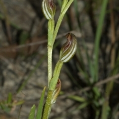 Pterostylis sp. at Browns Mountain, NSW - suppressed