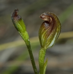 Pterostylis sp. at Browns Mountain, NSW - suppressed