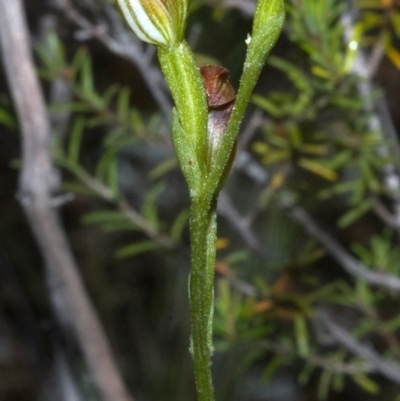 Pterostylis sp. (A Greenhood) at Moollattoo, NSW - 25 Feb 2012 by AlanS