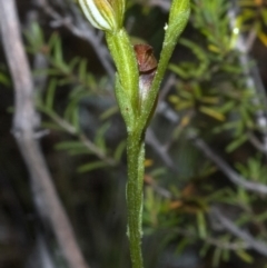 Pterostylis sp. (A Greenhood) at Morton National Park - 25 Feb 2012 by AlanS