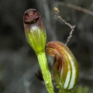 Pterostylis sp. at Moollattoo, NSW - suppressed