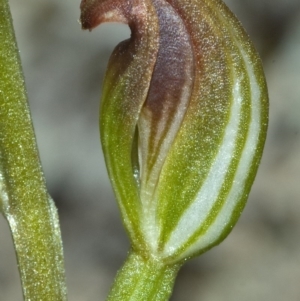 Pterostylis sp. at Moollattoo, NSW - suppressed