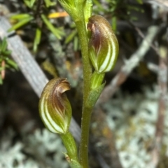 Pterostylis sp. at Moollattoo, NSW - suppressed