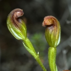 Pterostylis sp. at Moollattoo, NSW - suppressed