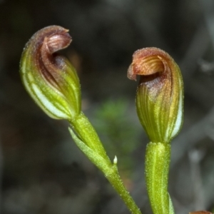 Pterostylis sp. at Moollattoo, NSW - suppressed