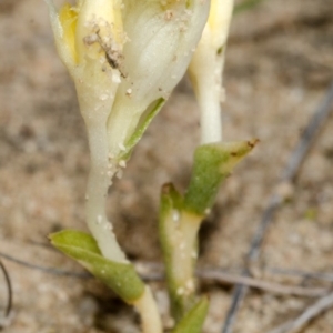 Pterostylis sp. at Tianjara, NSW - 24 Mar 2013