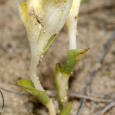 Pterostylis sp. (A Greenhood) at Tianjara, NSW - 23 Mar 2013 by AlanS