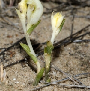 Pterostylis sp. at Tianjara, NSW - suppressed