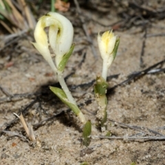 Pterostylis sp. at Tianjara, NSW - suppressed