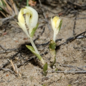 Pterostylis sp. at Tianjara, NSW - 24 Mar 2013