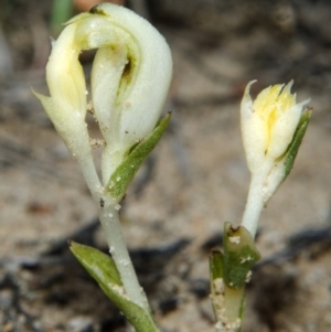 Pterostylis sp. at Tianjara, NSW - suppressed