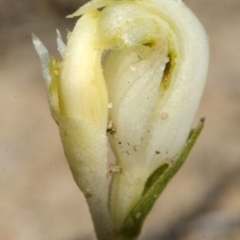 Pterostylis sp. at Tianjara, NSW - 24 Mar 2013