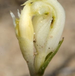 Pterostylis sp. at Tianjara, NSW - 24 Mar 2013