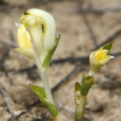 Pterostylis sp. (A Greenhood) at Tianjara, NSW - 22 Mar 2013 by AlanS