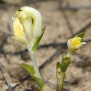 Pterostylis sp. at Tianjara, NSW - 22 Mar 2013