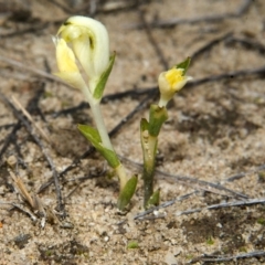 Pterostylis sp. at Tianjara, NSW - 22 Mar 2013