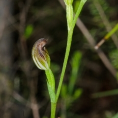 Pterostylis sp. (A Greenhood) at Bomaderry Creek Regional Park - 11 Apr 2013 by AlanS