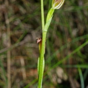 Pterostylis sp. at Bomaderry Creek Regional Park - 12 Apr 2013