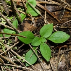 Pterostylis sp. at Bomaderry Creek Regional Park - 12 Apr 2013