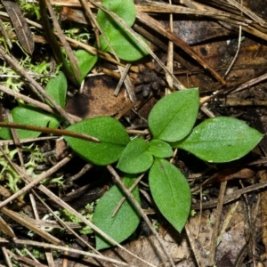 Pterostylis sp. at Bomaderry Creek Regional Park - 12 Apr 2013