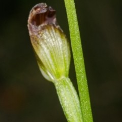 Pterostylis sp. at Bomaderry Creek Regional Park - suppressed