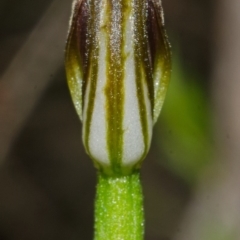 Pterostylis sp. at Bomaderry Creek Regional Park - suppressed