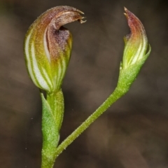 Pterostylis sp. (A Greenhood) at Yerriyong, NSW - 23 Apr 2013 by AlanS