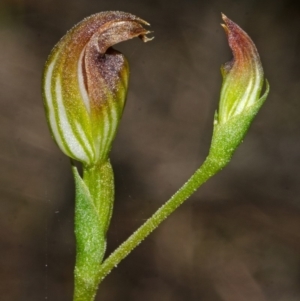 Pterostylis sp. at Yerriyong, NSW - suppressed