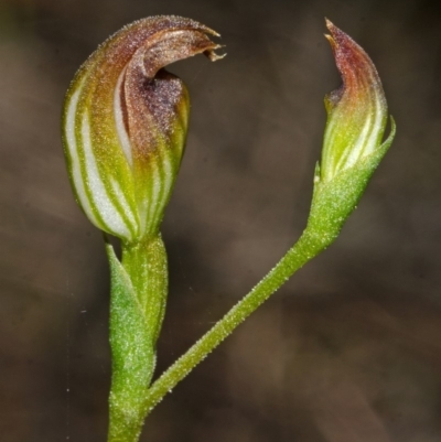 Pterostylis sp. (A Greenhood) at Parma Creek Nature Reserve - 23 Apr 2013 by AlanS