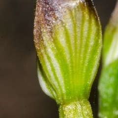 Pterostylis sp. at Yerriyong, NSW - suppressed