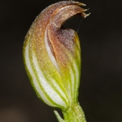 Pterostylis sp. at Yerriyong, NSW - 24 Apr 2013