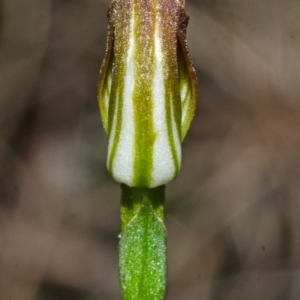 Pterostylis sp. at Yerriyong, NSW - 24 Apr 2013