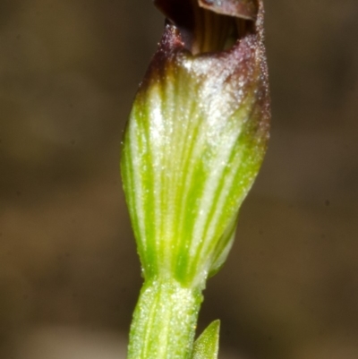 Pterostylis sp. (A Greenhood) at Budgong, NSW - 23 Apr 2013 by AlanS