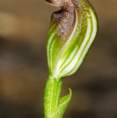 Pterostylis sp. at Budgong, NSW - suppressed