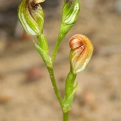 Pterostylis sp. at Budgong, NSW - 23 Apr 2013