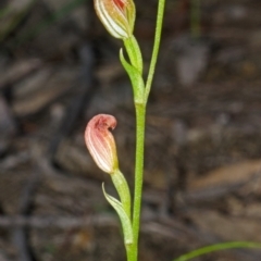 Pterostylis sp. at Budgong, NSW - suppressed