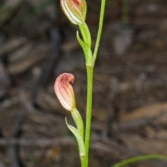 Pterostylis sp. at Budgong, NSW - 23 Apr 2013