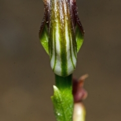 Pterostylis sp. at Budgong, NSW - suppressed