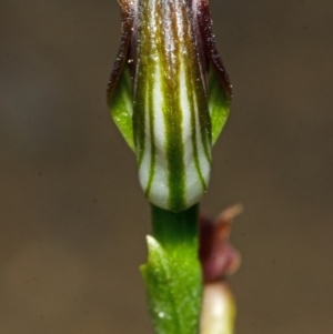 Pterostylis sp. at Budgong, NSW - 23 Apr 2013