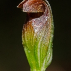 Pterostylis sp. (A Greenhood) at Yerriyong, NSW - 30 Mar 2013 by AlanS